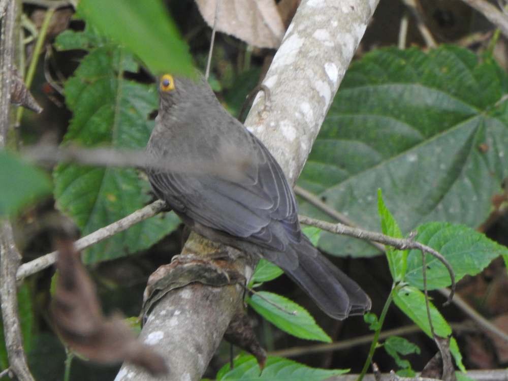 Merle à lunettes - ML650447493