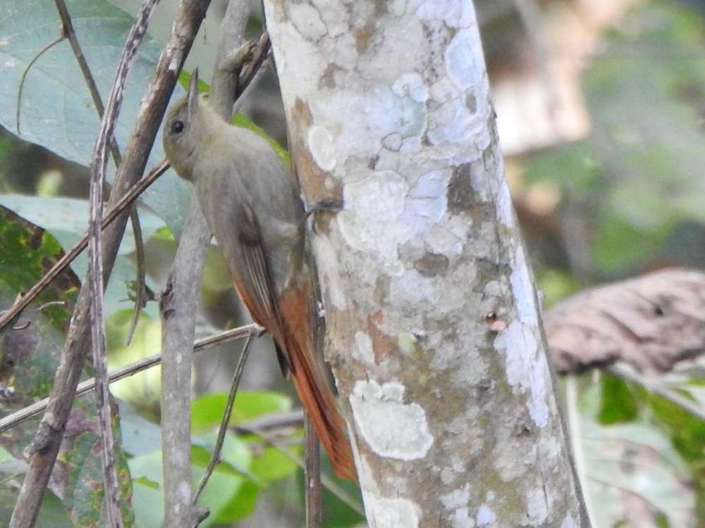 Grimpar fauvette - ML650447516