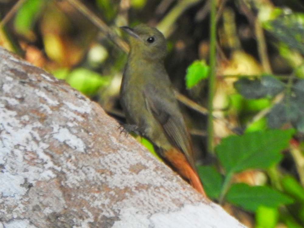 Grimpar fauvette - ML650447517