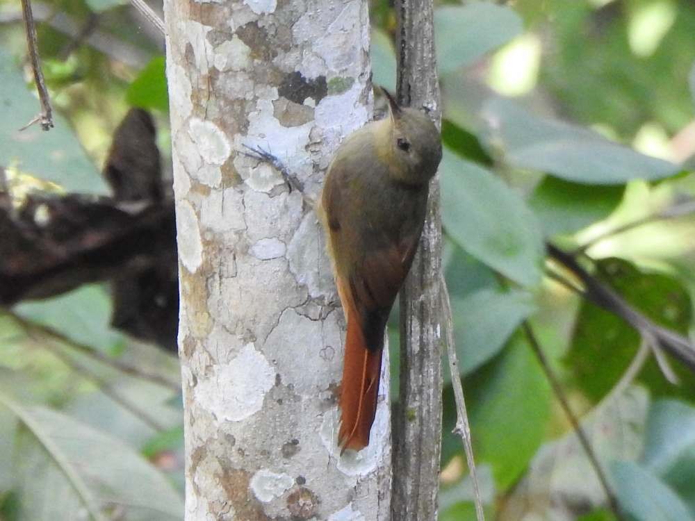 Grimpar fauvette - ML650447518