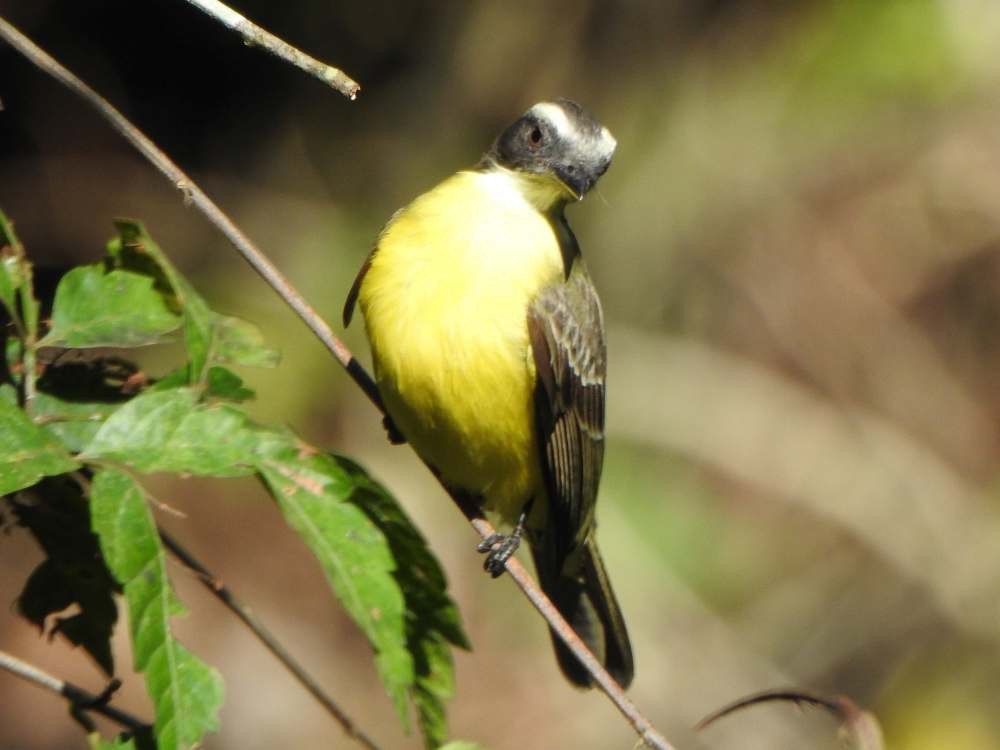 Tyran sociable - ML650447524