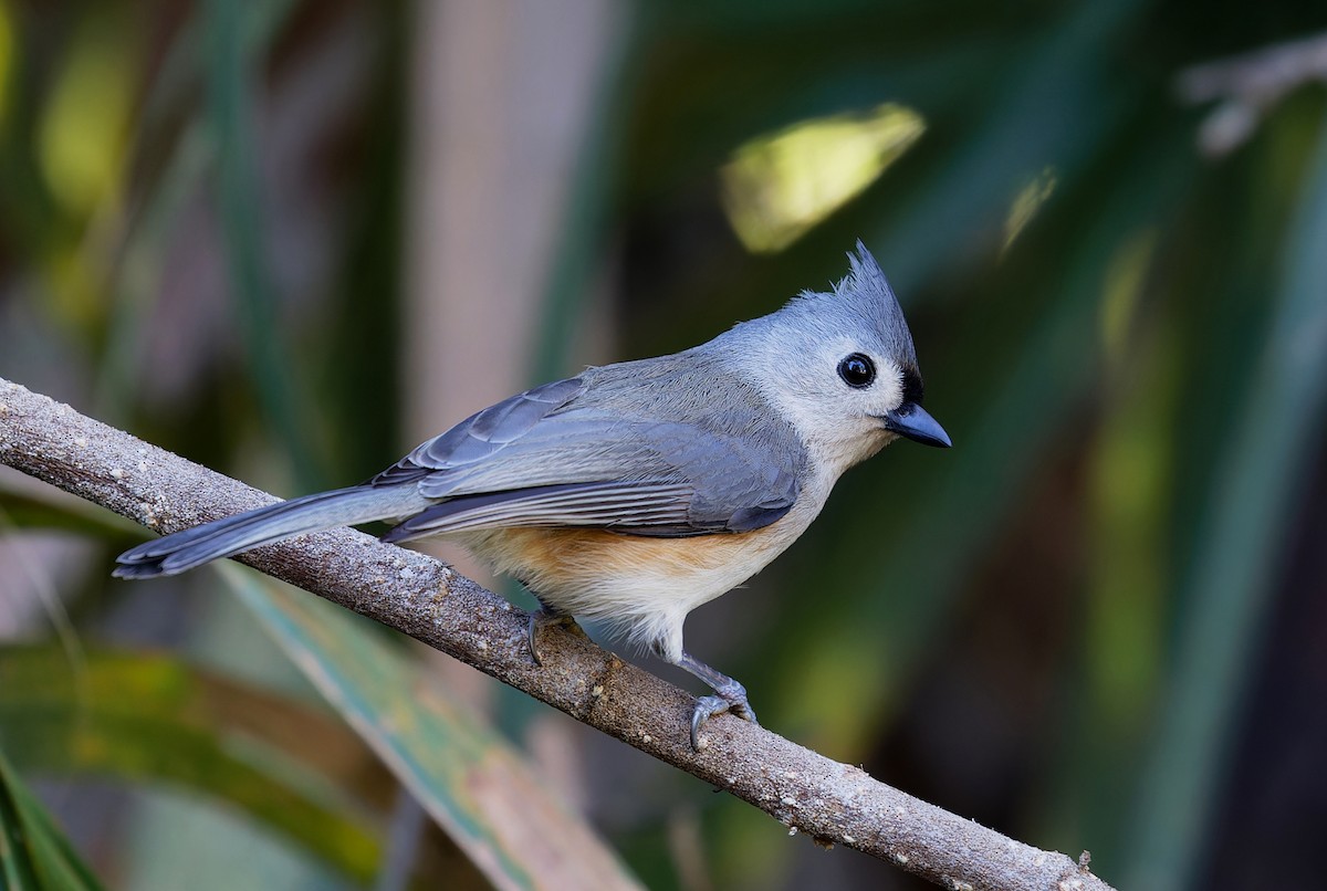 Tufted Titmouse - ML650447550