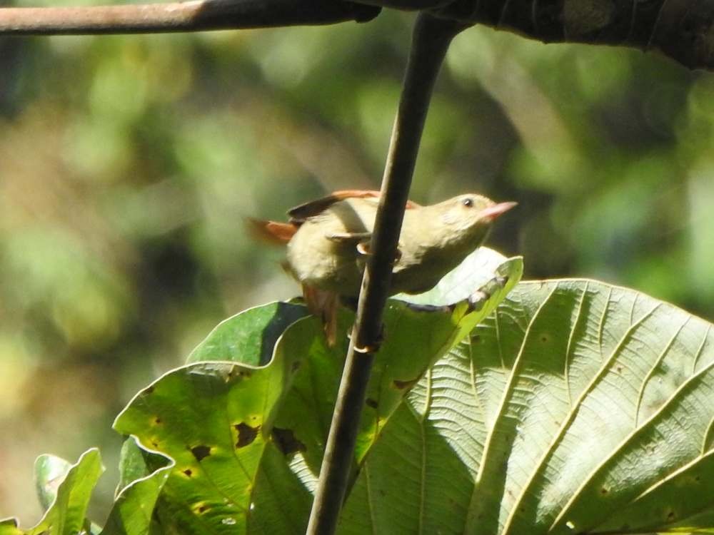 Synallaxe huppé - ML650447554