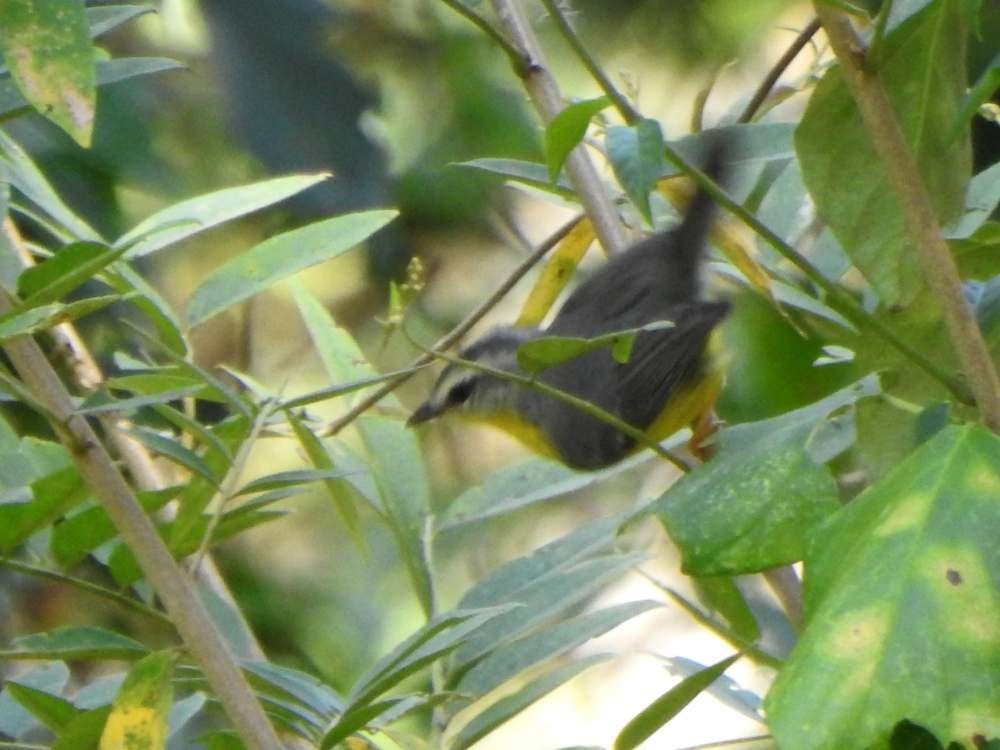 Paruline à couronne dorée - ML650447567