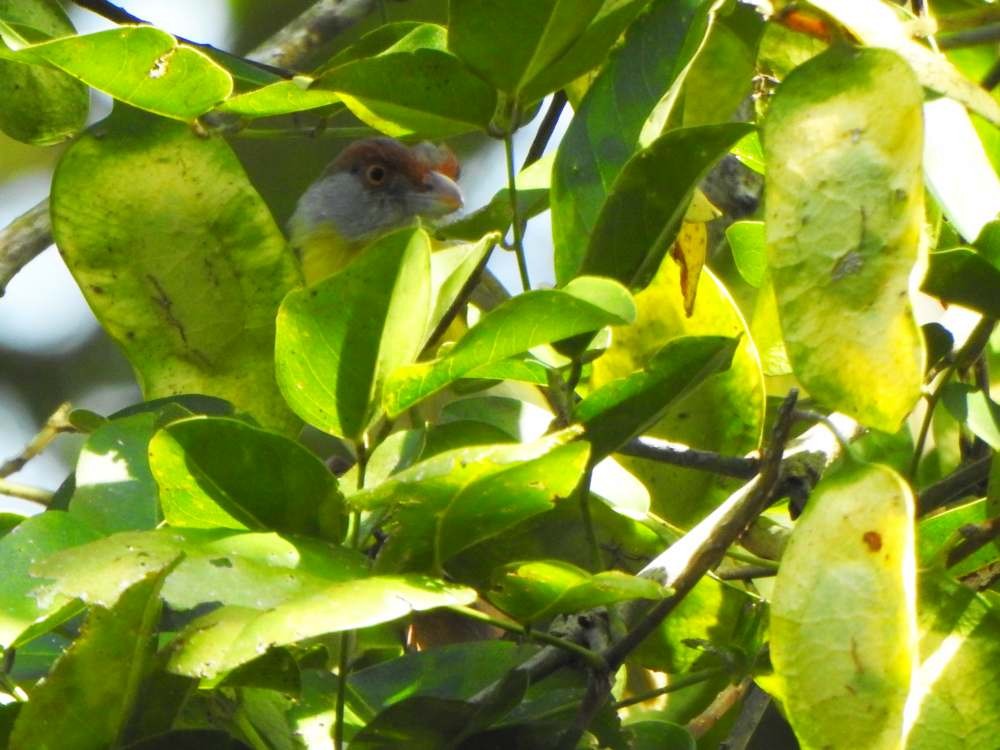 Sourciroux mélodieux - ML650447576