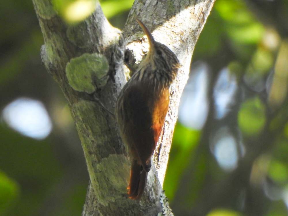 Grimpar de Souleyet - ML650447592