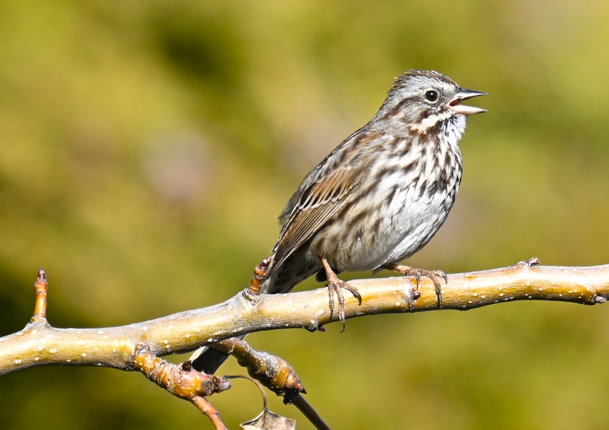גיבתונית רוננת - ML650447593