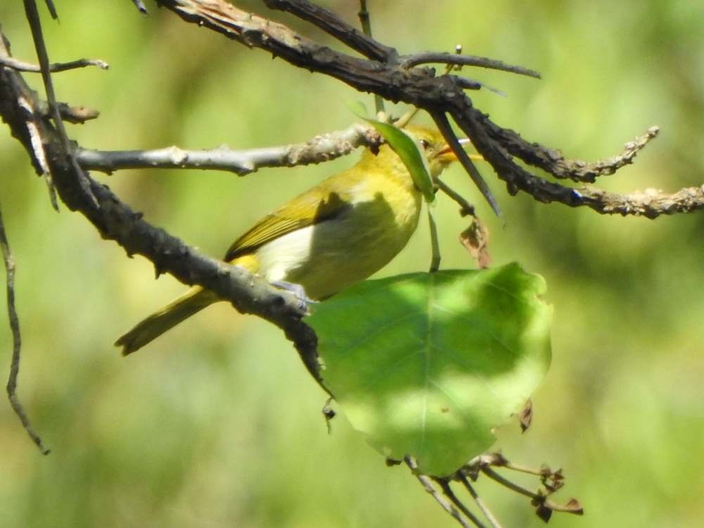 Tangara guira - ML650447601