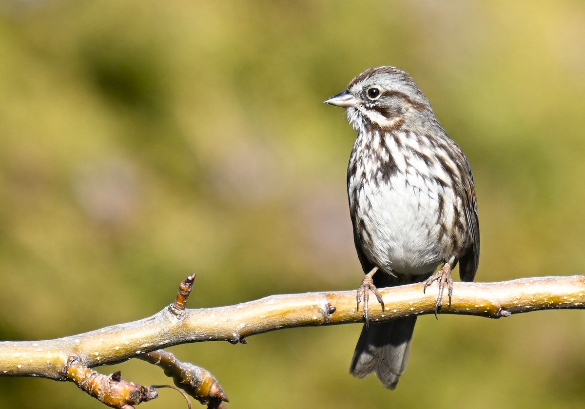 גיבתונית רוננת - ML650447603