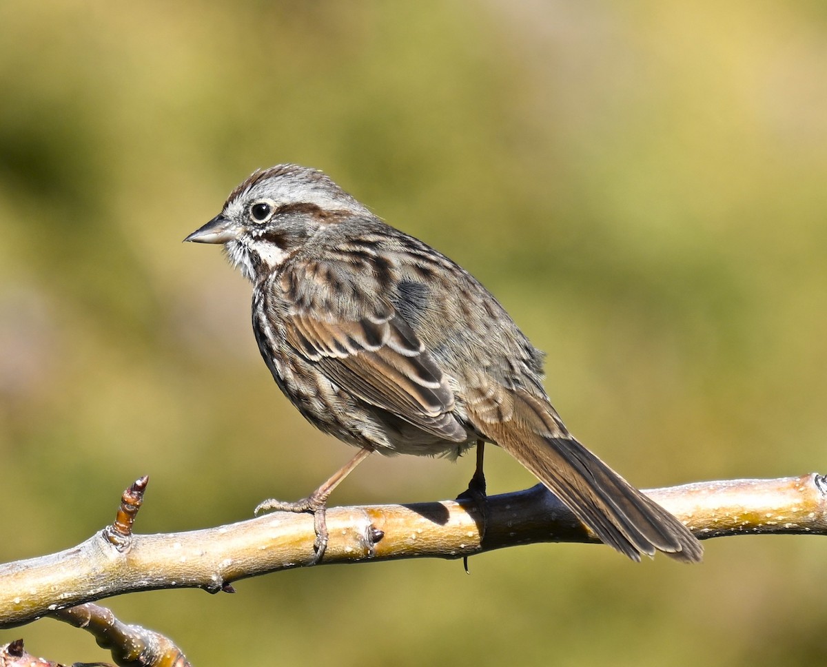 גיבתונית רוננת - ML650447604