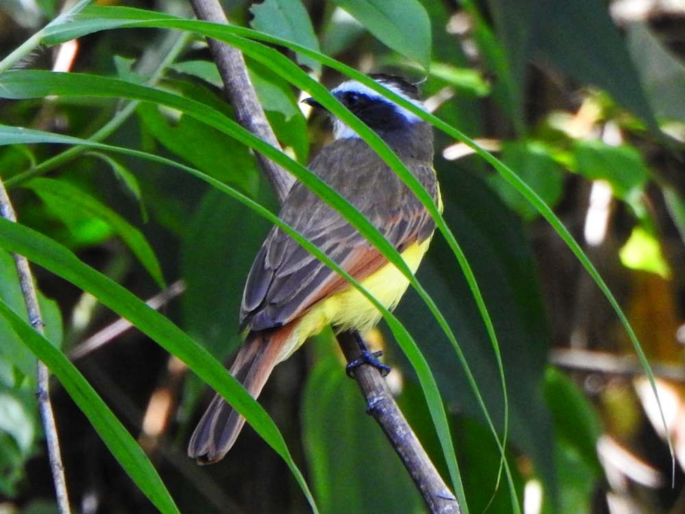 Tyran de Cayenne - ML650447625