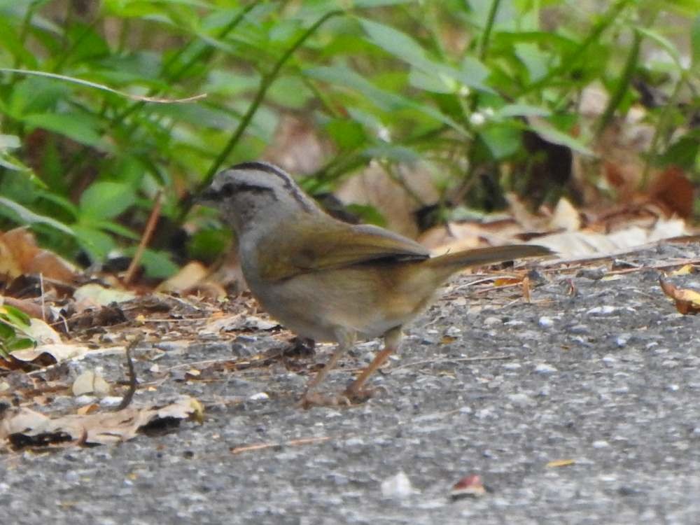 Tohi ligné - ML650447652