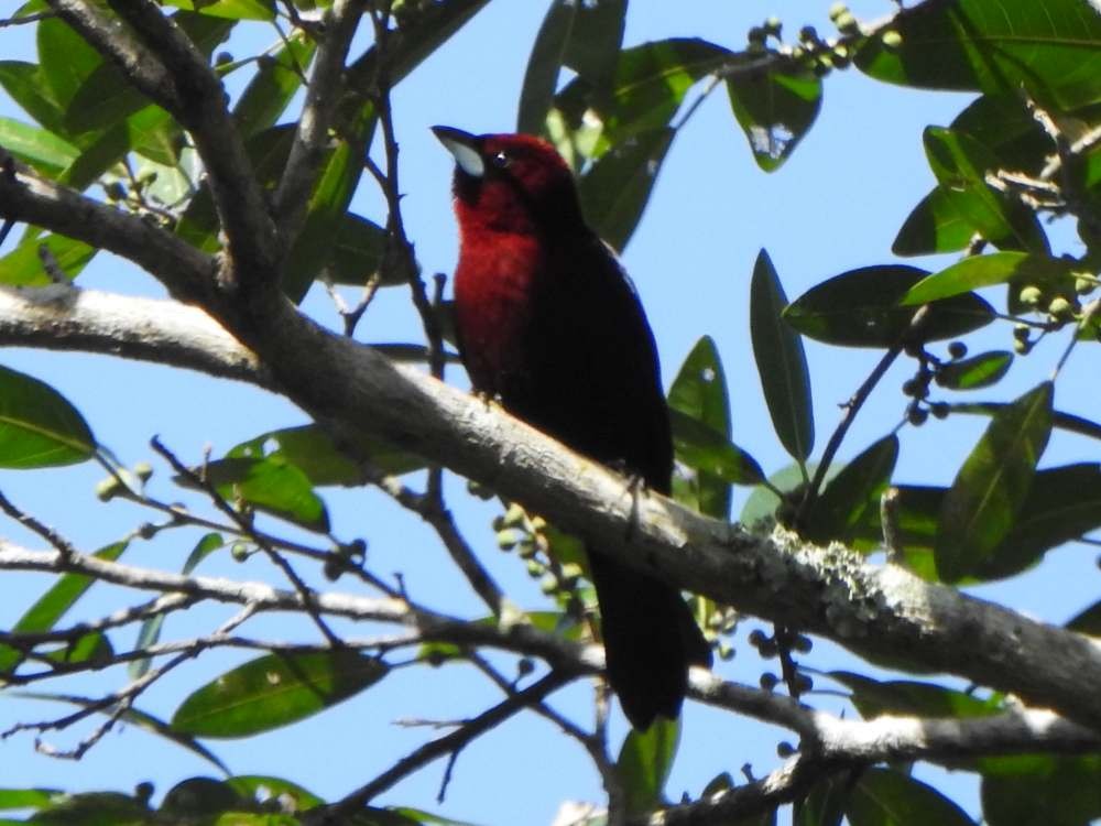 Tangara à bec d'argent - ML650447762