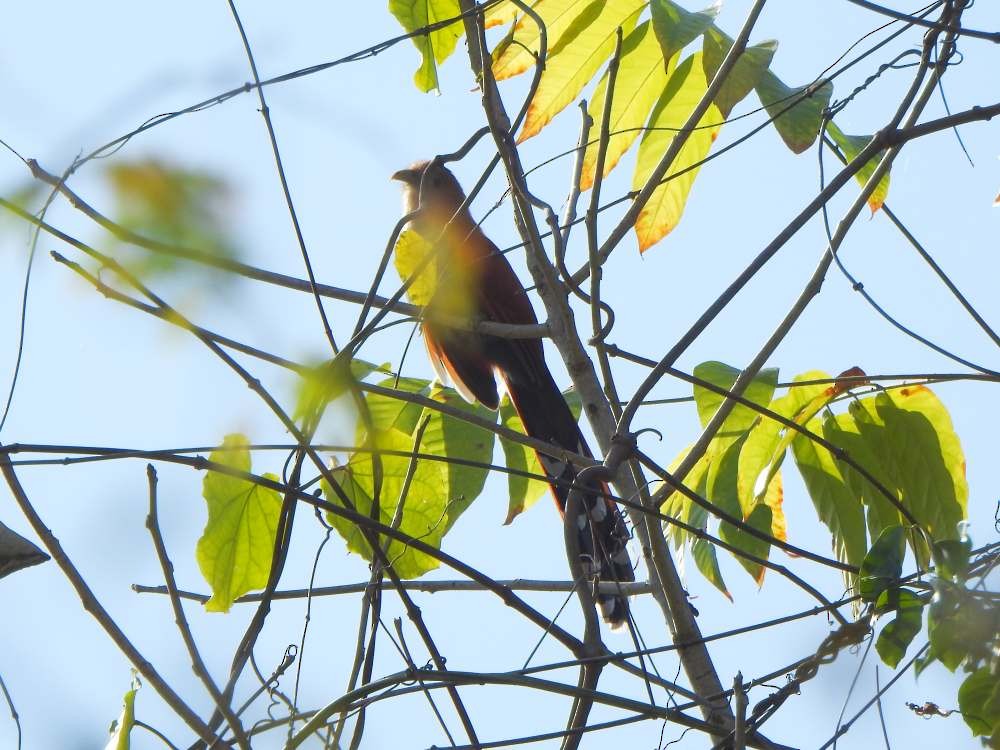 Piaye écureuil - ML650447774