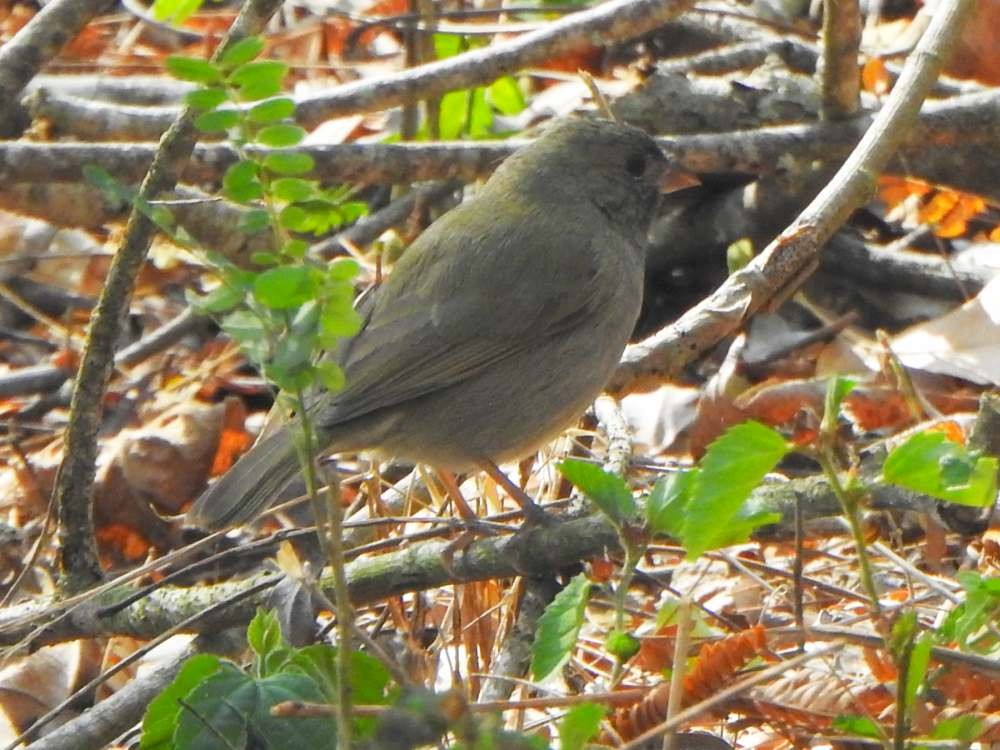 Cici verdinère - ML650447811