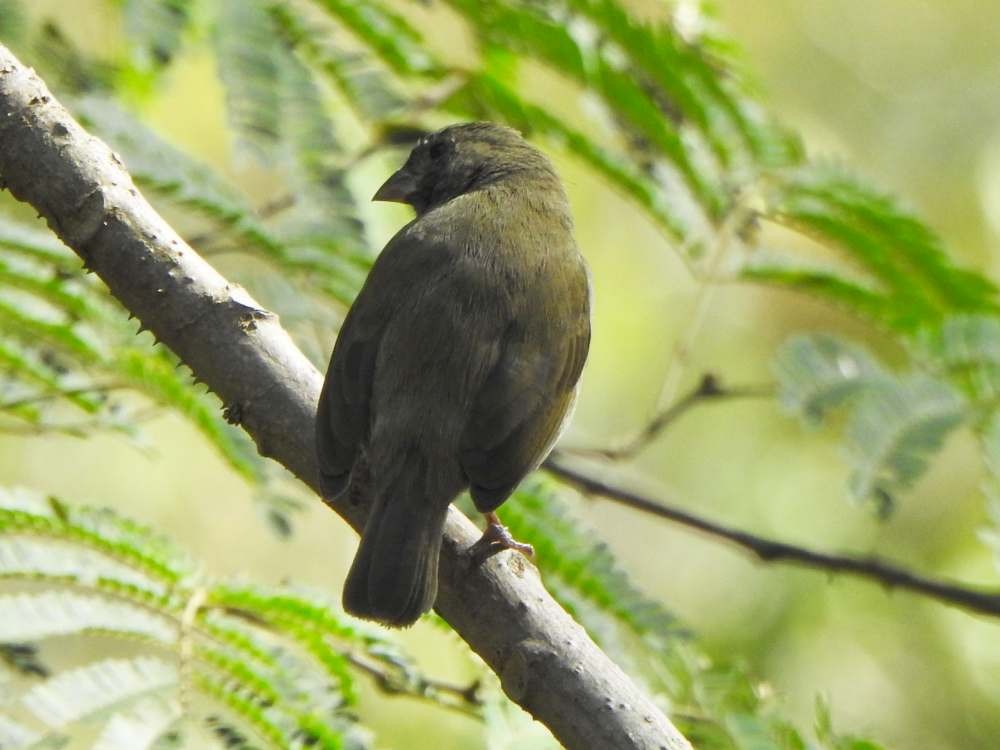 Cici verdinère - ML650447812