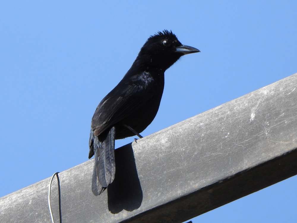 Tangara à galons blancs - ML650447825