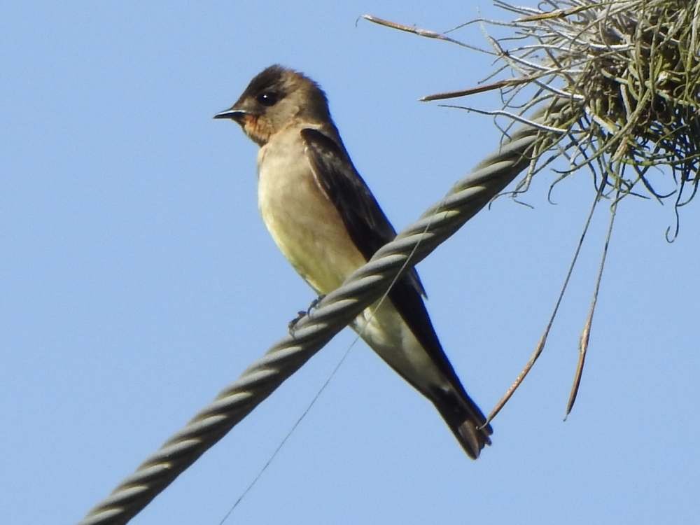 Hirondelle à gorge rousse - ML650447836