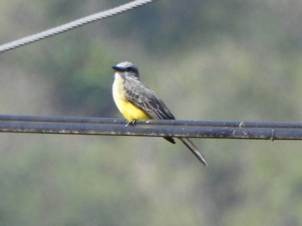 Tyran mélancolique - ML650447863