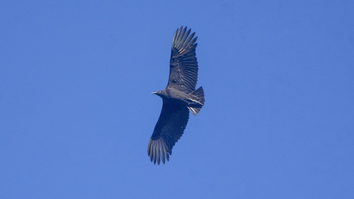 Чёрная катарта - ML650447892