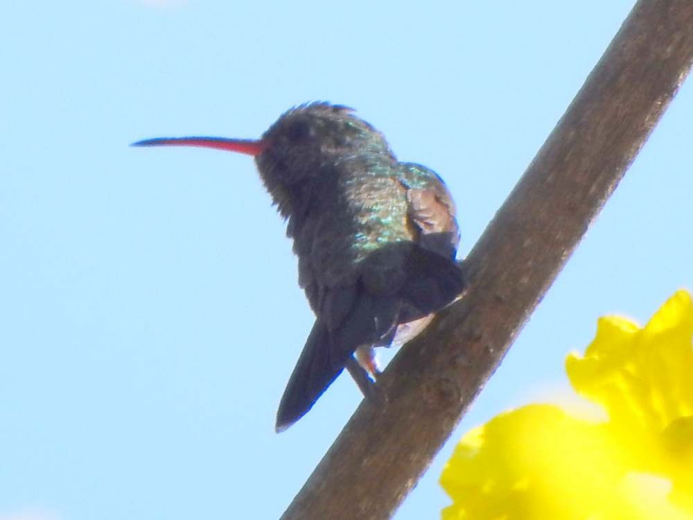 Ariane de Linné - ML650447893