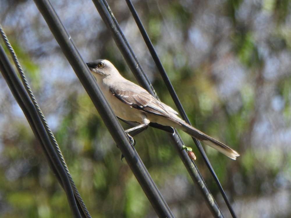 Moqueur des savanes - ML650447913