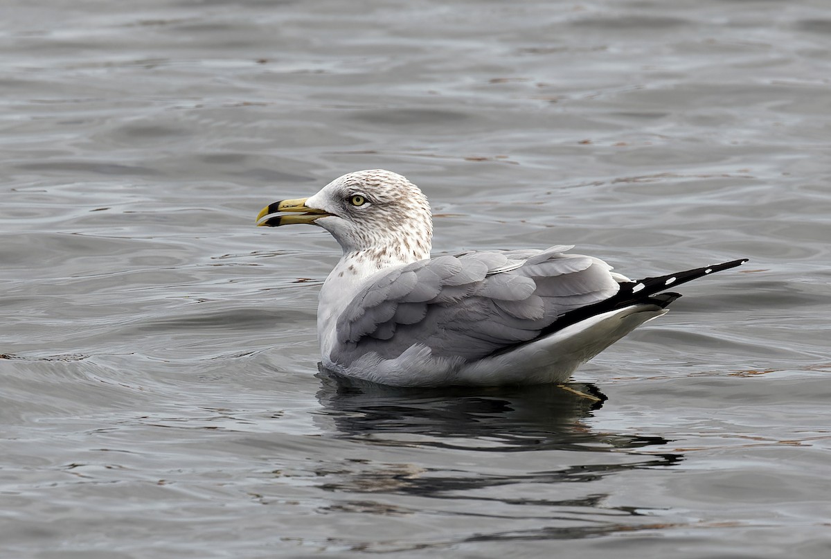 Ring-billed Gull - ML650447933