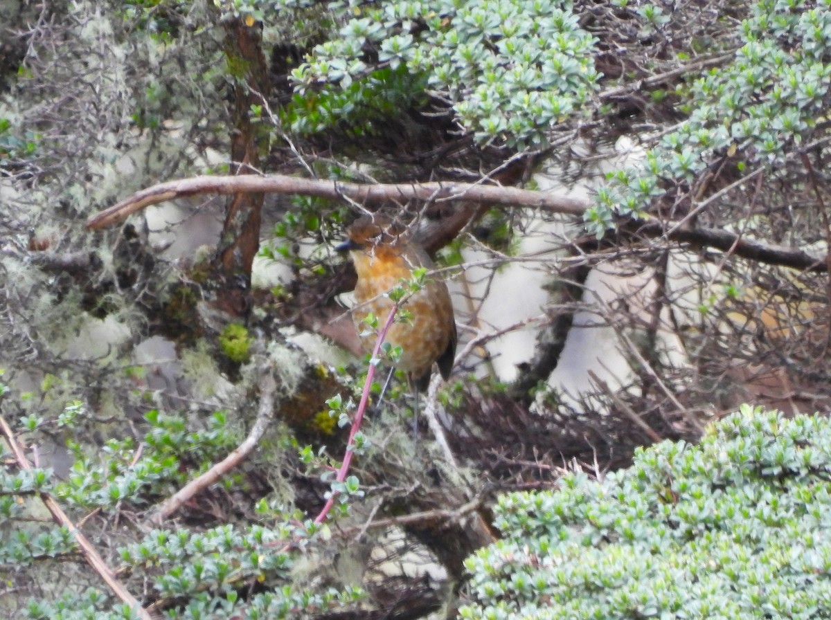 Boyaca Antpitta - ML650448056
