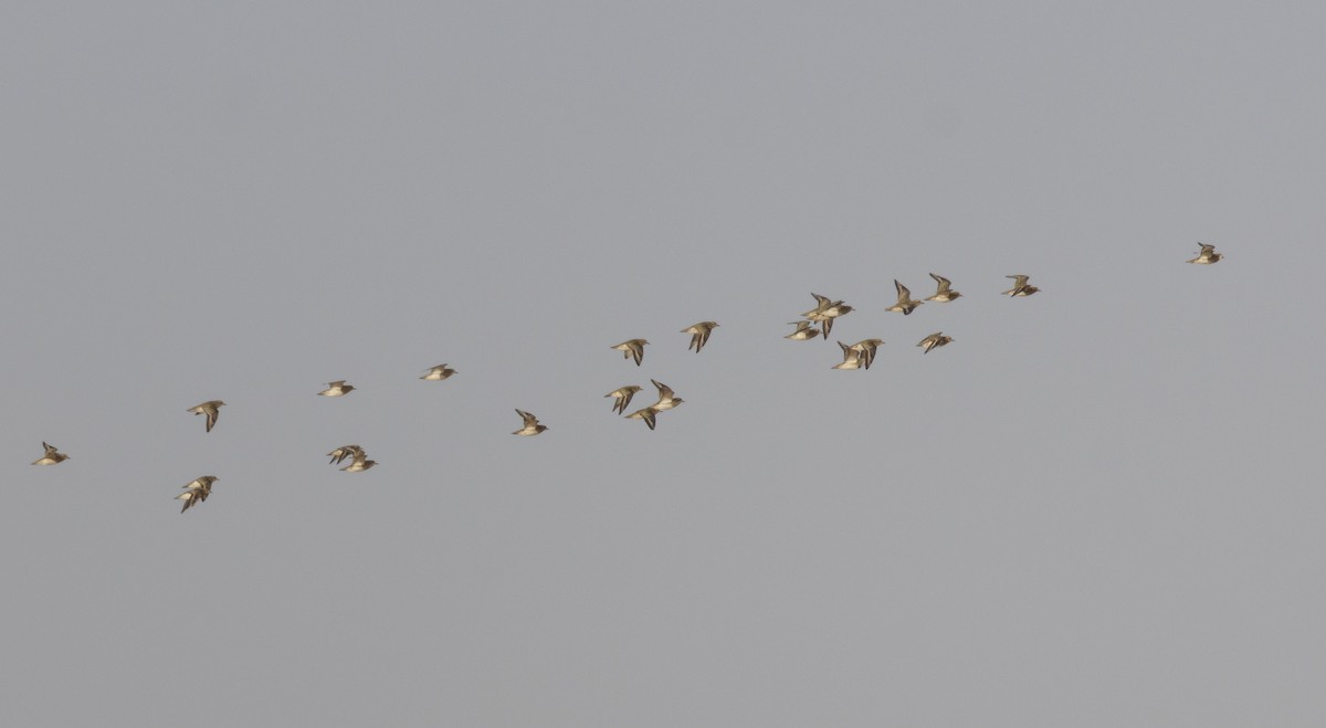 European Golden-Plover - ML650448121