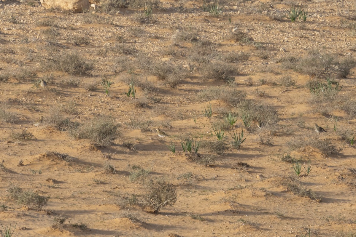 European Golden-Plover - ML650448123