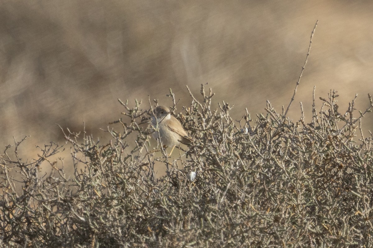 Asian Desert Warbler - ML650448135