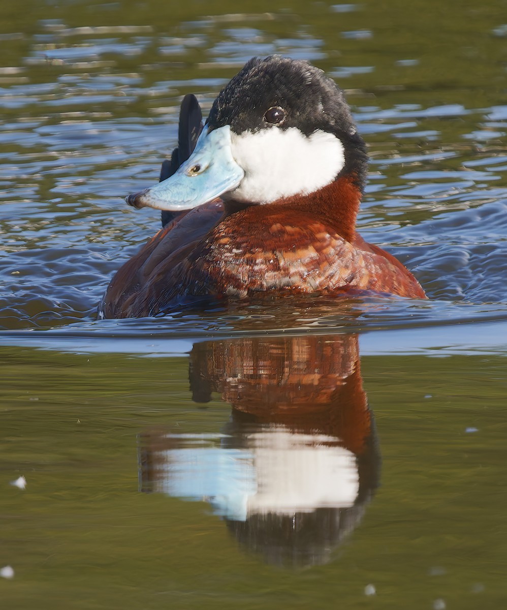 Савка американська - ML650448156