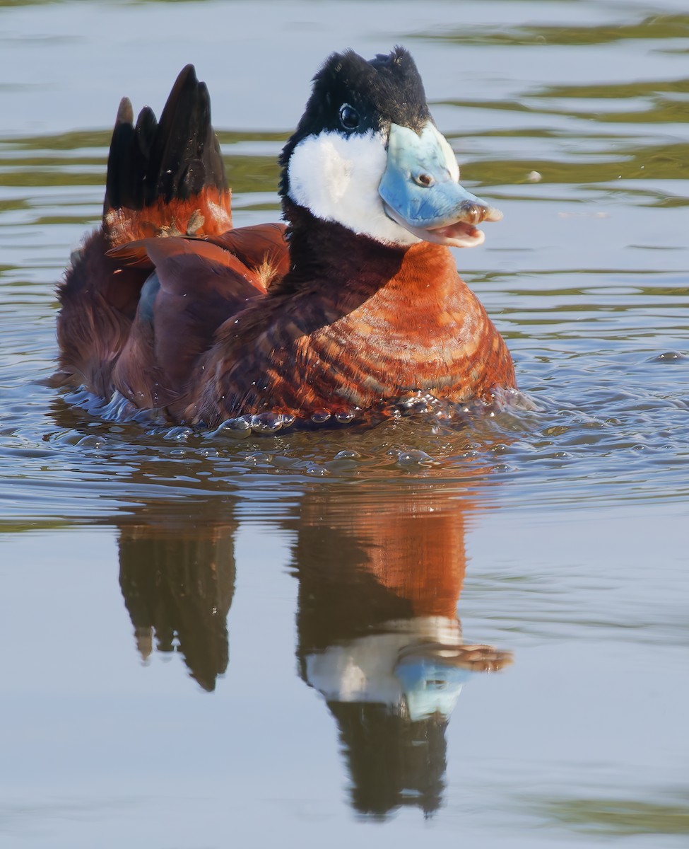 Савка американська - ML650448157