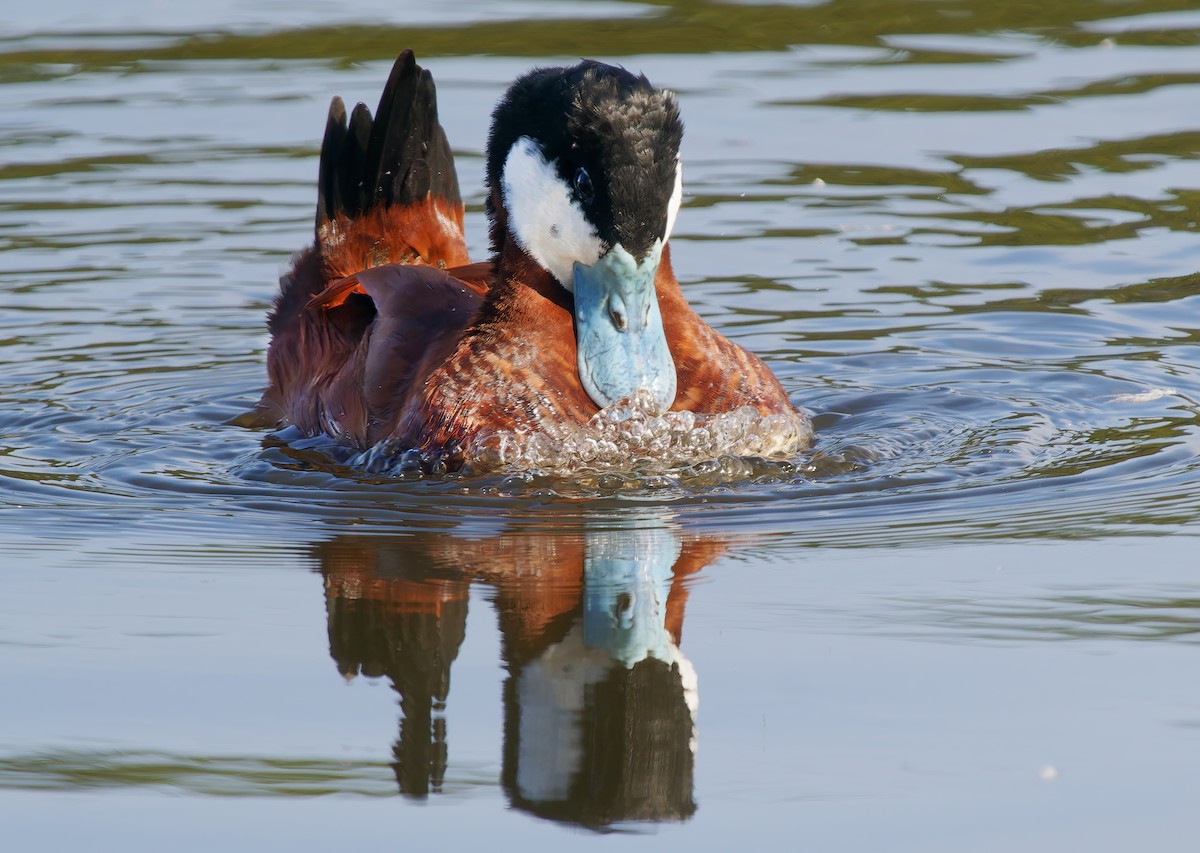 Савка американська - ML650448158