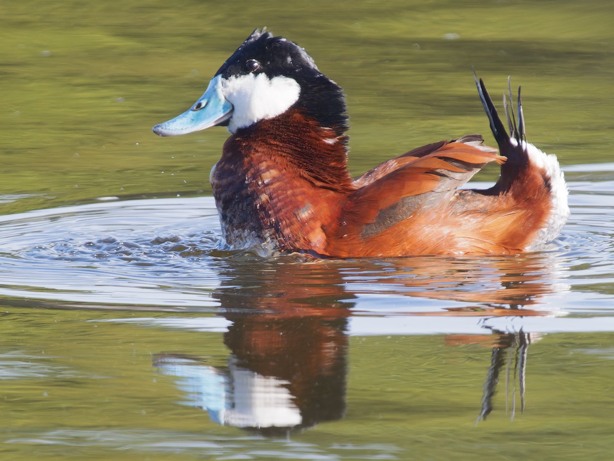 Савка американська - ML650448172