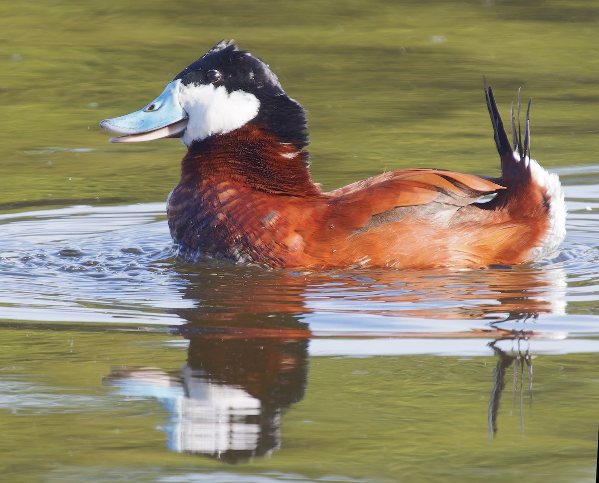 Савка американська - ML650448173