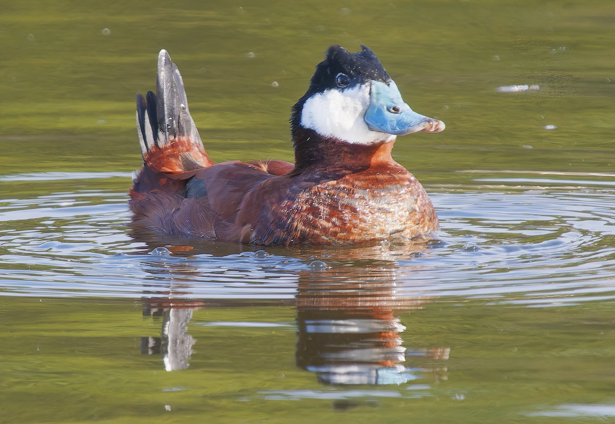 Савка американська - ML650448174