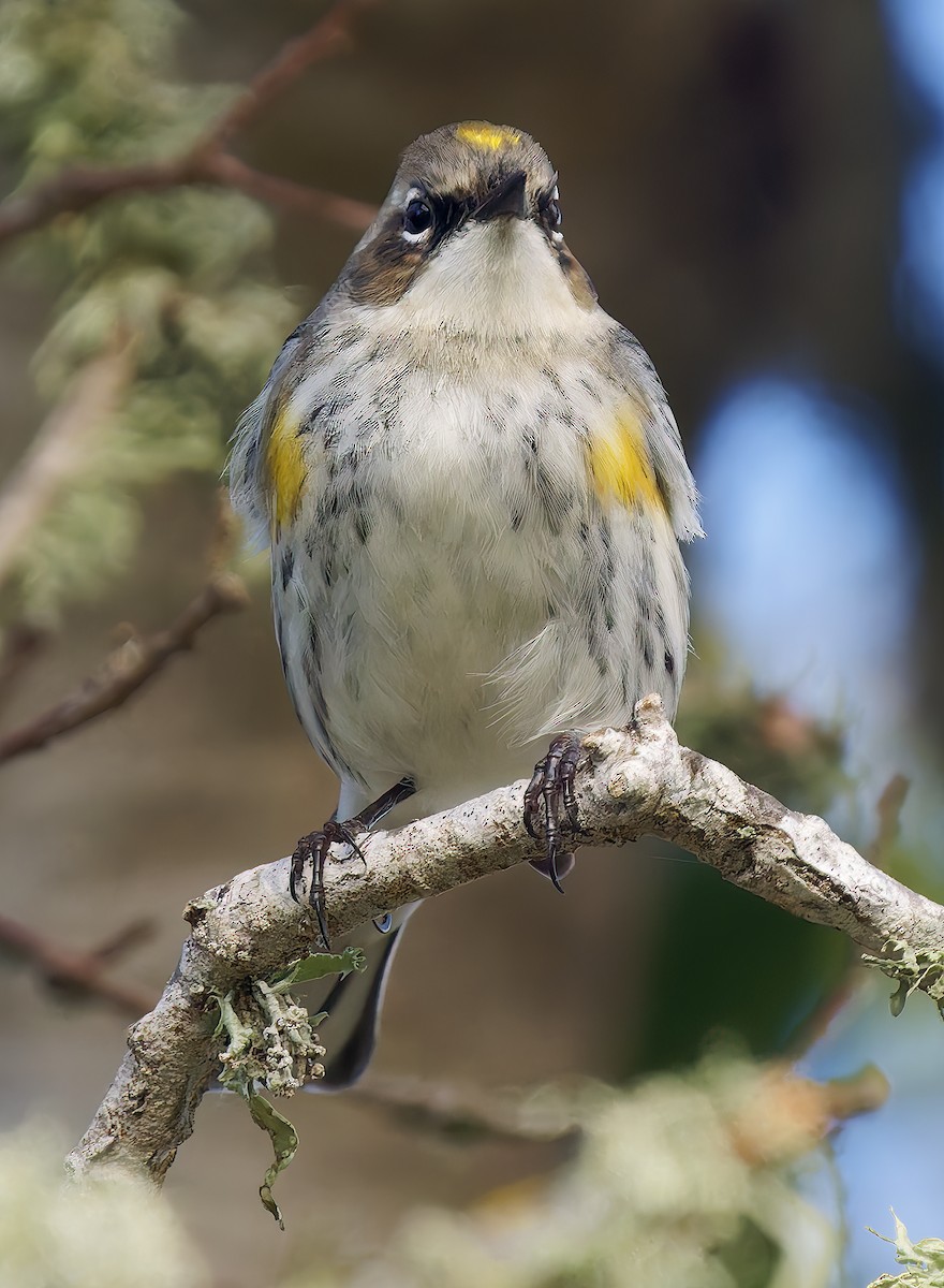 Пісняр-лісовик жовтогузий (підвид coronata) - ML650448189