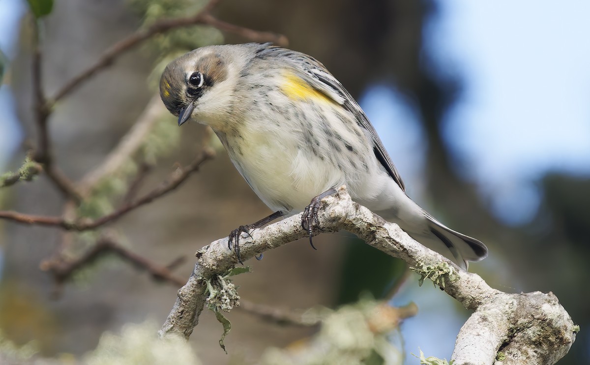 Пісняр-лісовик жовтогузий (підвид coronata) - ML650448190