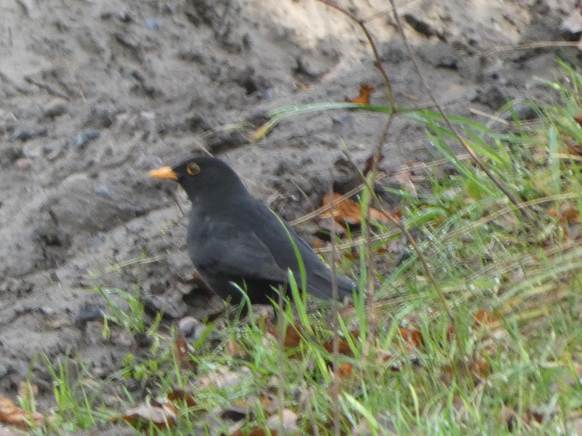 Eurasian Blackbird - ML650448194