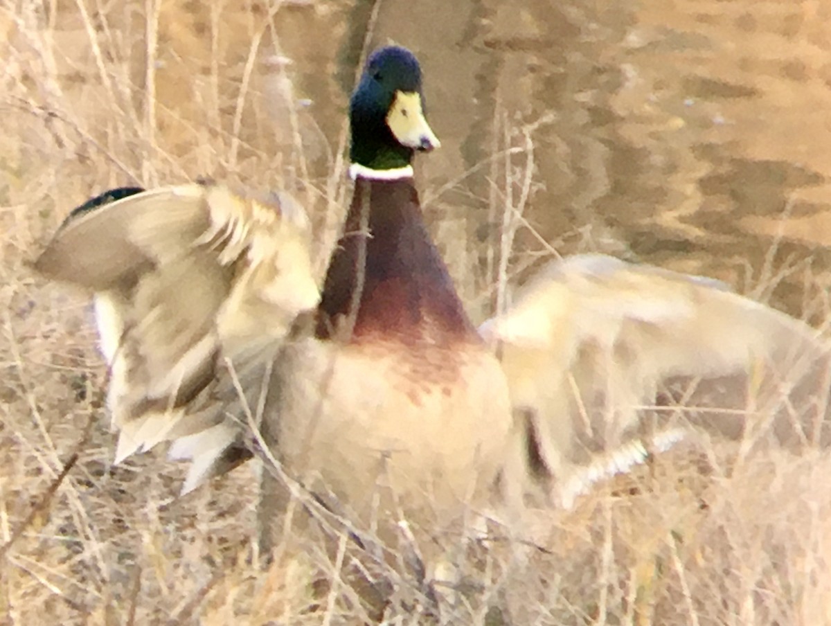 Mallard - ML650448228