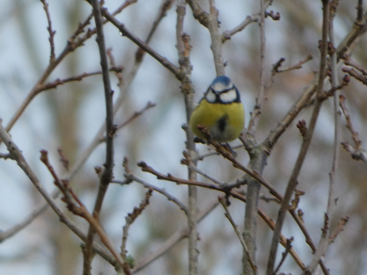 Eurasian Blue Tit - ML650448234