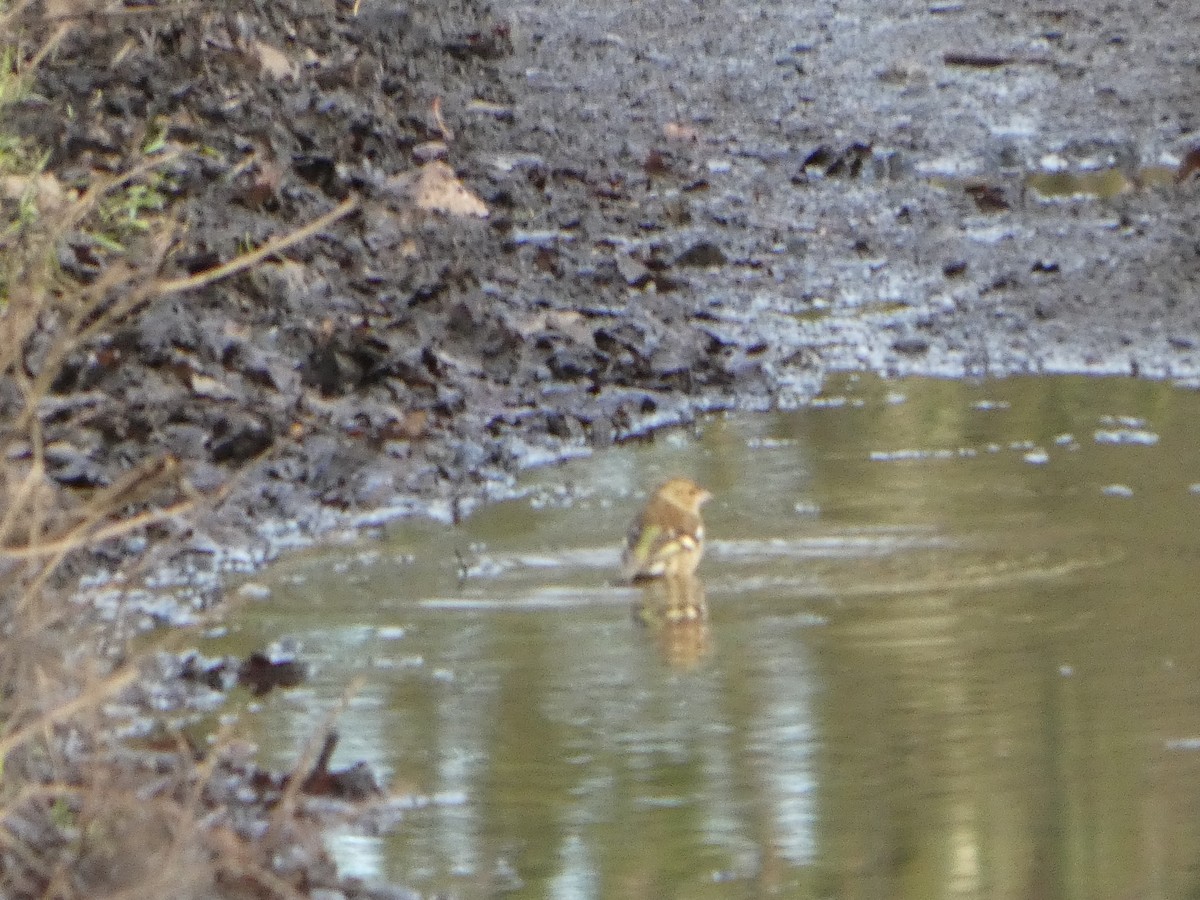 Common Chaffinch - ML650448264
