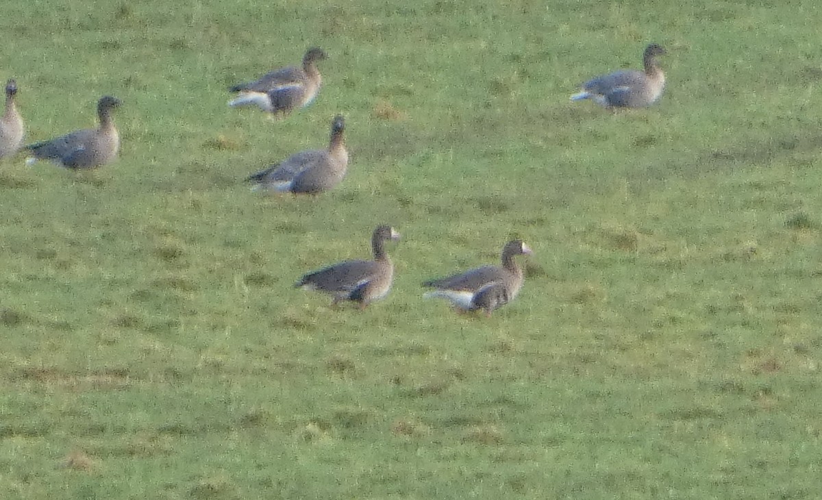 白額雁 - ML650448303