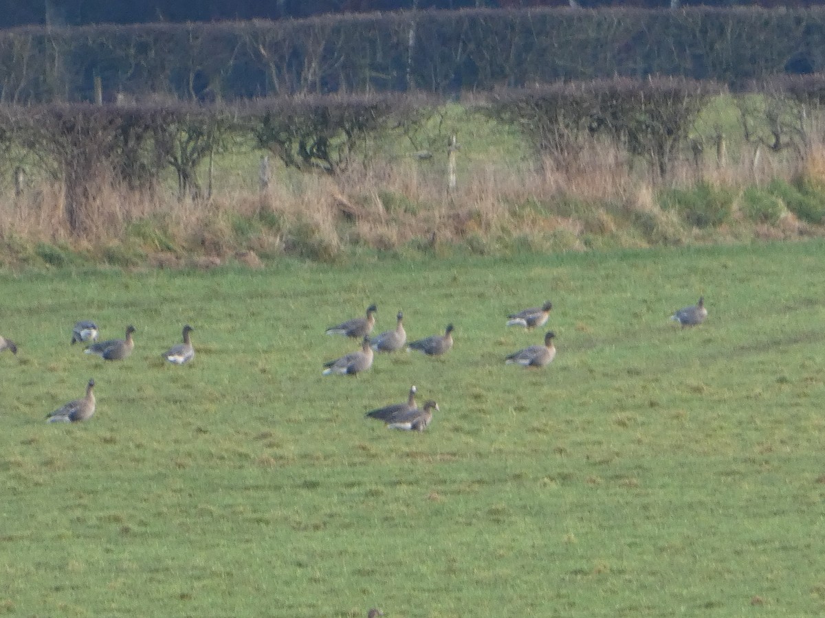 白額雁 - ML650448304