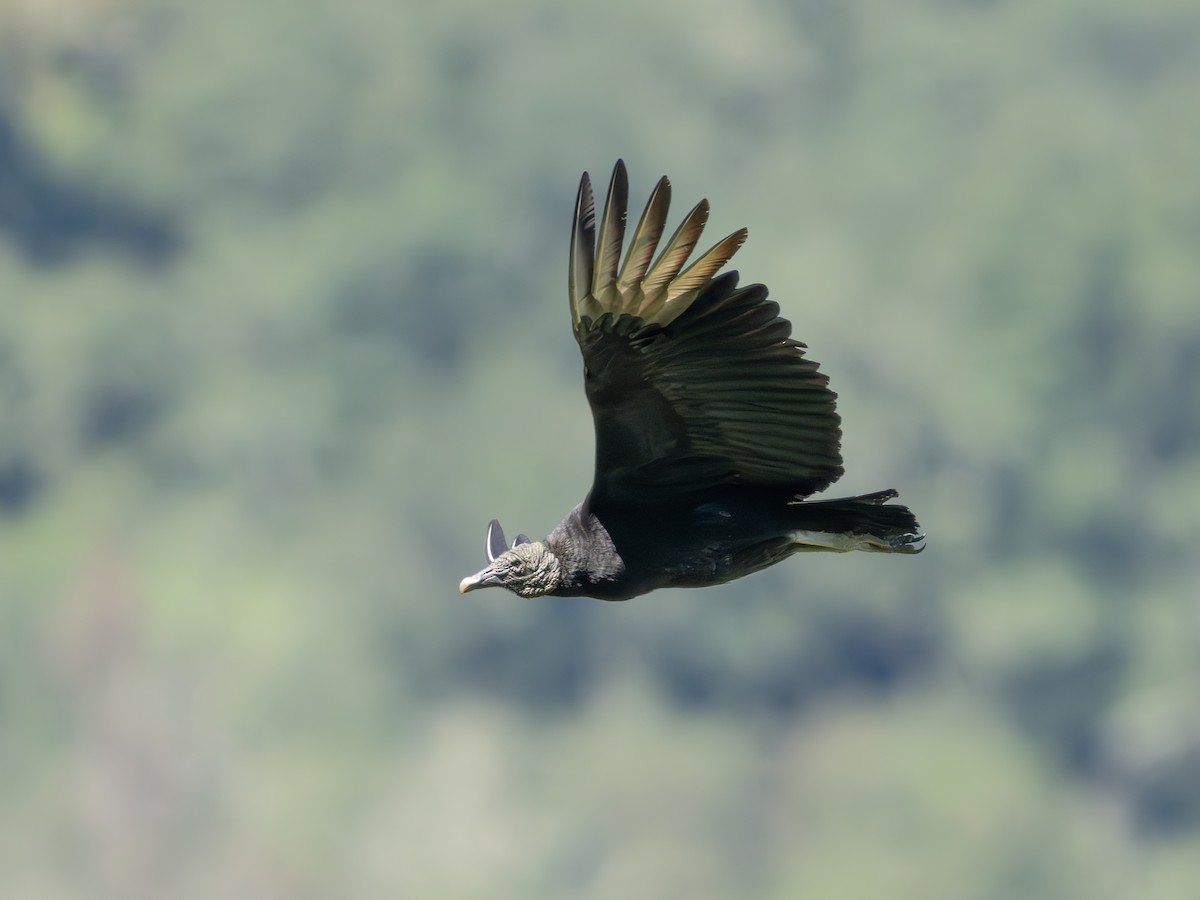 Чёрная катарта - ML650448310