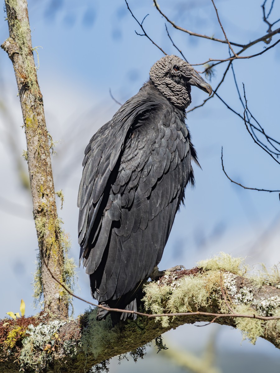 Чёрная катарта - ML650448313