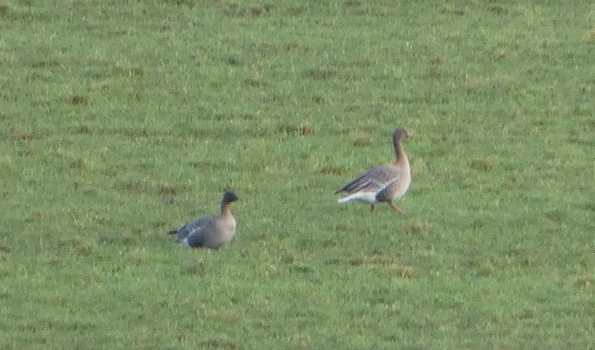 Pink-footed Goose - ML650448322