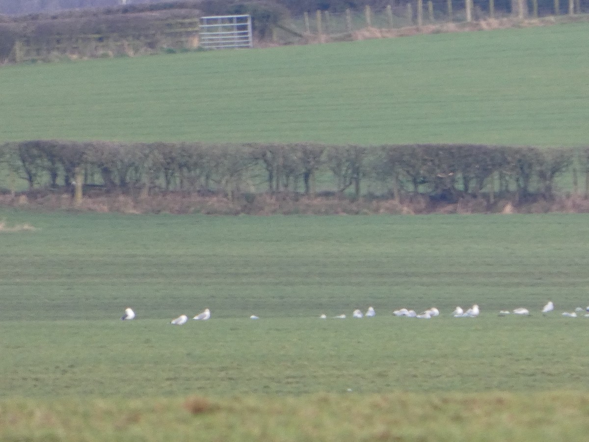 Pink-footed Goose - ML650448323
