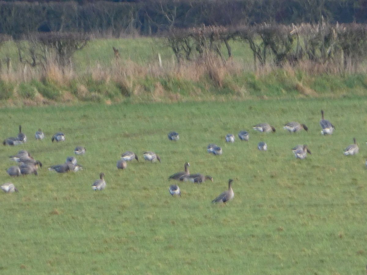 Pink-footed Goose - ML650448325
